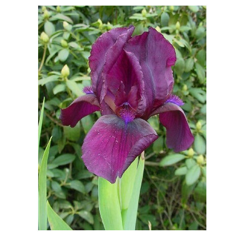 Irises