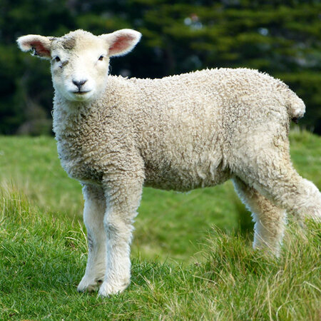Is lepto important in lambs?