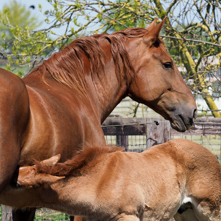 Is your mare having a foal this spring?