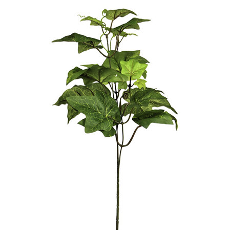 Ivy leaf English 4194