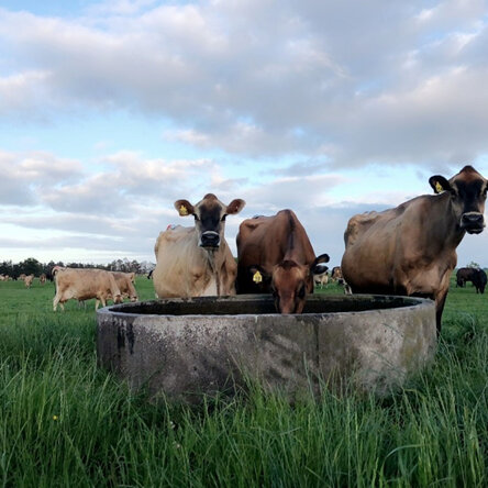 Jersey cows at trough