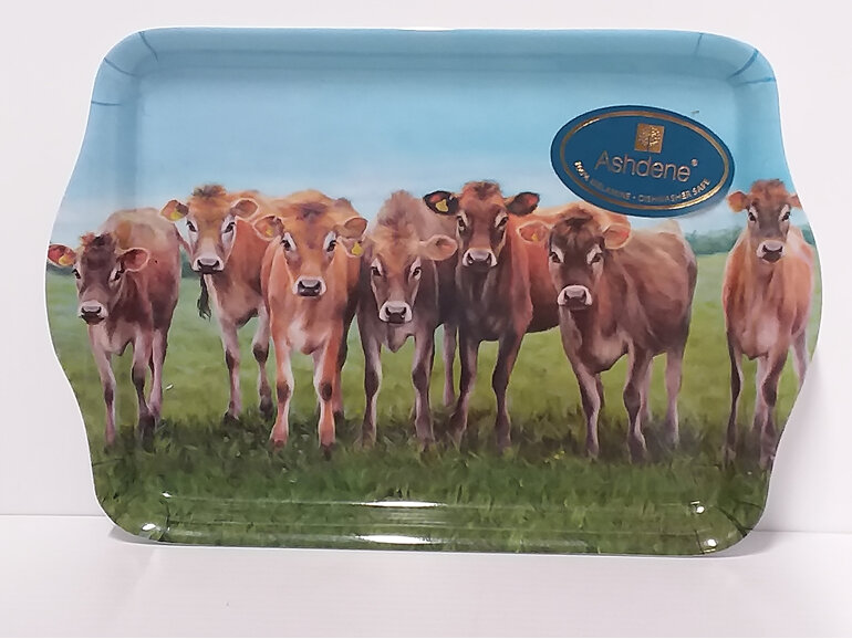 #jerseycows#cows#tray