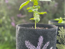 Jo Luping Ecofelt Grow Bag Koromiko NZ artist Eco garden houseplant home gift