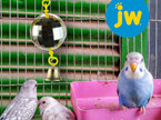 JW Bird Disco Ball Toy