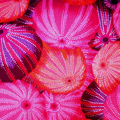 Kaffe Fassett Collective - Sea Urchins Red