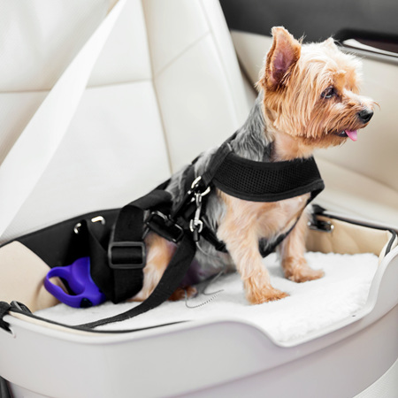 Keeping you dog safe during car travel