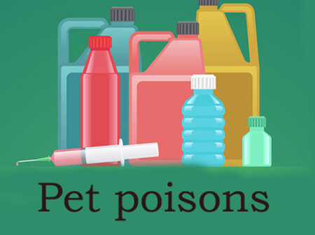 Keeping your pet safe from poisons