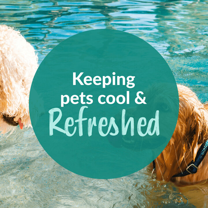 Keeping Your Pets Cool & Refreshed
