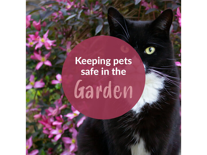 Keeping Your Pets Safe in the Garden This Spring