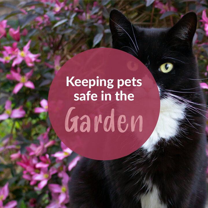 Keeping Your Pets Safe in the Garden This Spring