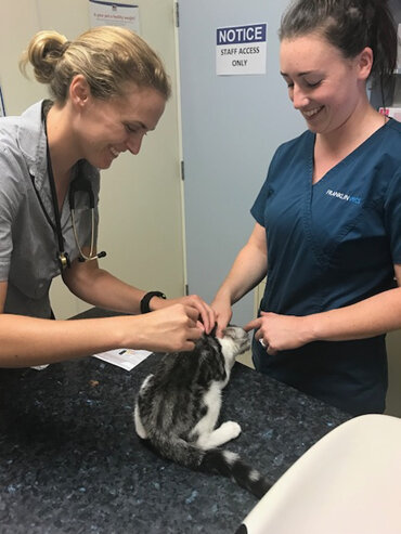 Kitten being vaccinated