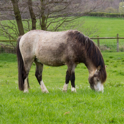 Laminitis Alert