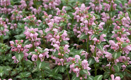 Lamium maculatum 'Pink Pixie'