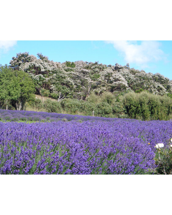 Lavender and Manuka Flowers