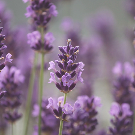 Lavender (Bulgarian) essential oil