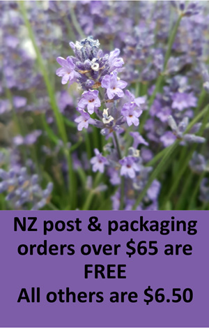 Lavender in New Zealand