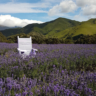 lavender-magic-chair