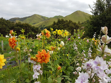 Lavender Magic Flower Farm in New Zealand