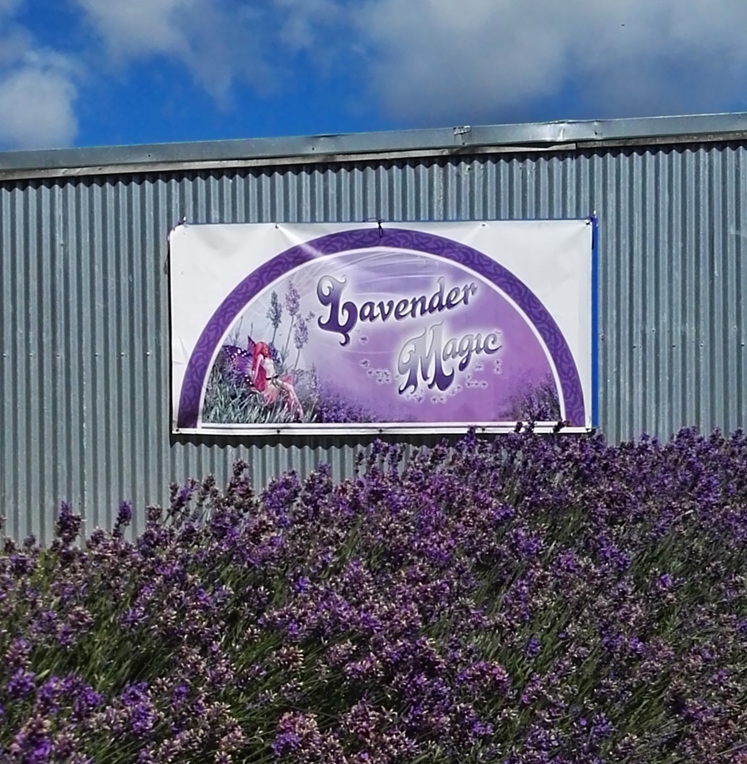 Lavender Magic Mt Holdsworth Flower Farm Wairarapa New Zealand