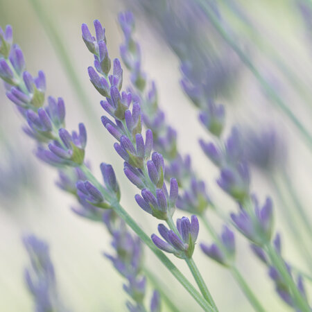 Lavender (Spike) essential oil