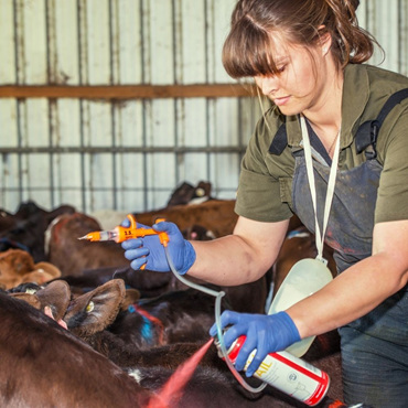 Leah vaccinating calves