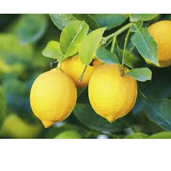 Lemons  Approx  per 200g