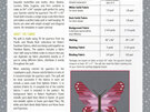 Lepidoptera Quilt Pattern