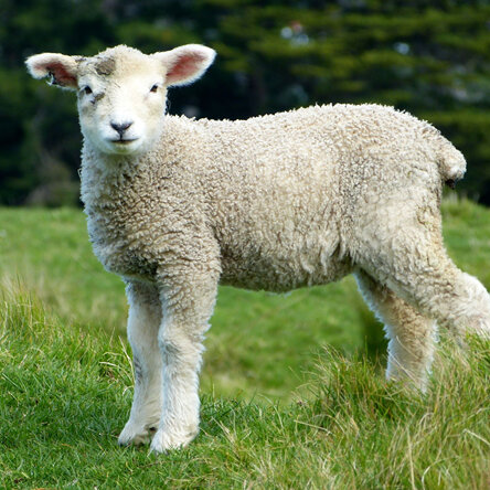 lepto vaccine in lambs