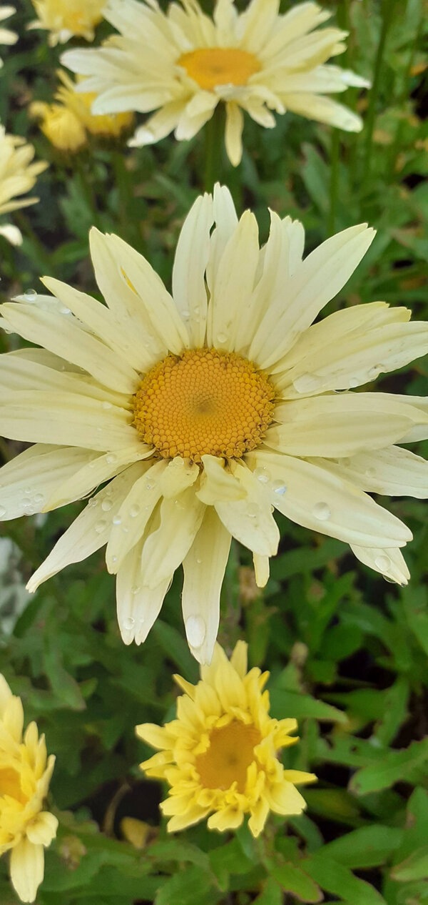 Leucanthemum x superbum Banana Cream