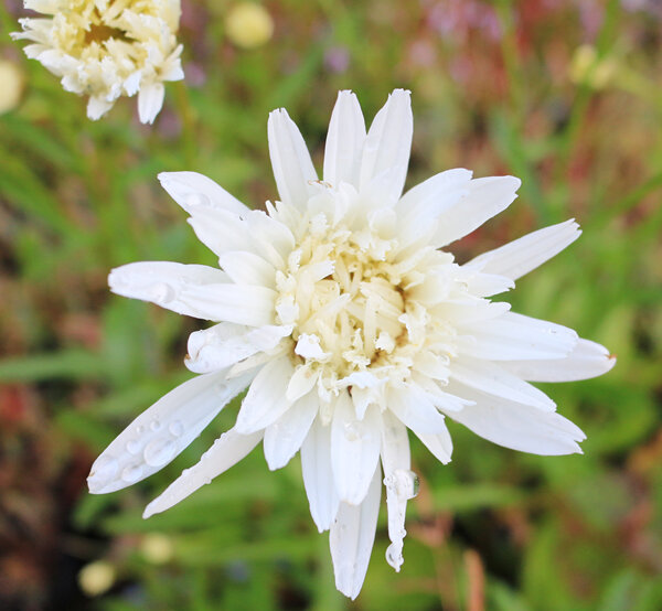 Leucanthemum x superbum  'Crazy Daisy'