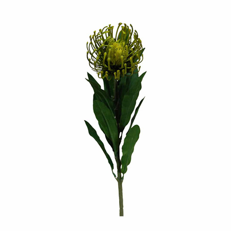 Leucospermum Green 1497