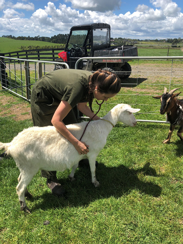 Lifestyle Vet Sarah health checking goats