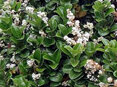 Ligustrum rotundifolia