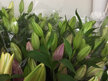 Lily (perfumed) Bouquets & Posies