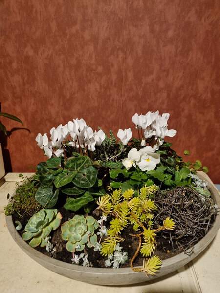 Living Garden Bowl
