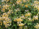 Lonicera Graham Thomas