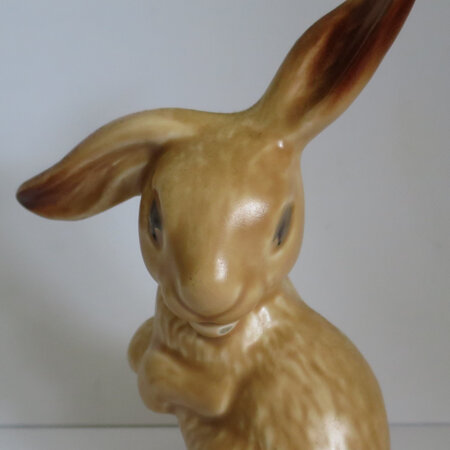 Lop ears rabbit