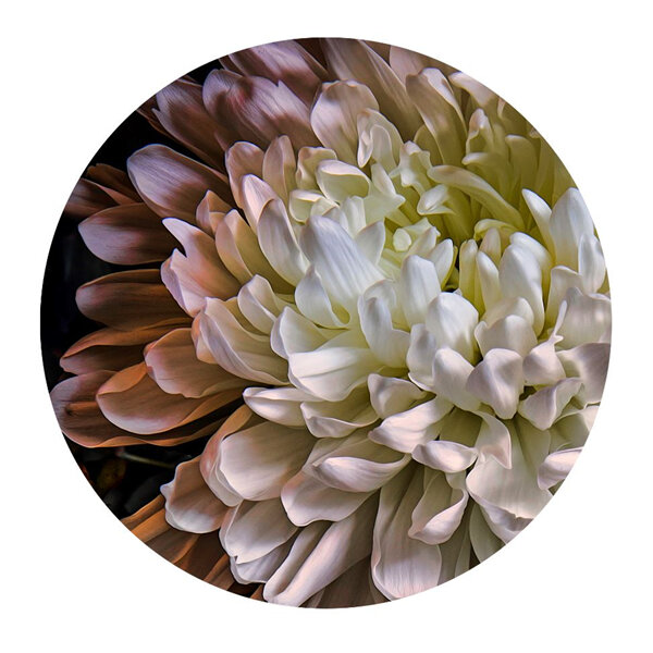 Lucy Gauntlett Chrysanthemum 2 Card