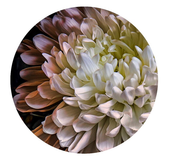 Lucy Gauntlett Chrysanthemum 2 Card