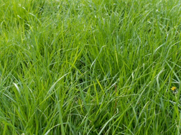 Lush spring grass low in magnesium