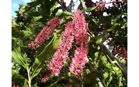 mac flowers for bees