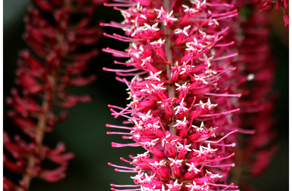 Macadamia Flowers