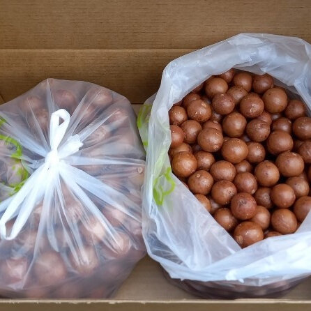 Macadamia Nut-in-Shell 4.5kg CLASSIC GRADE