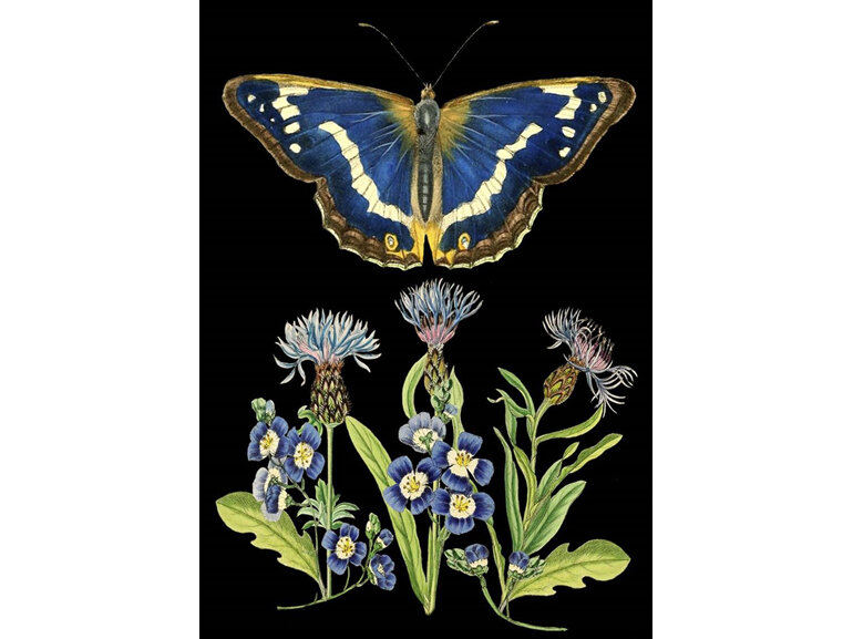 Madame Treacle Blue Butterfly & Thistles Card