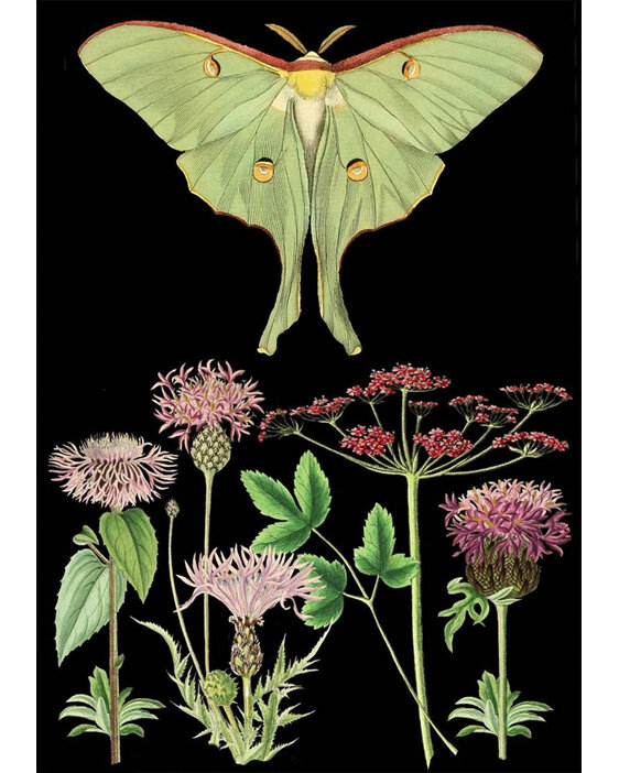 Madame Treacle Green Moth & Pink Flowers Card