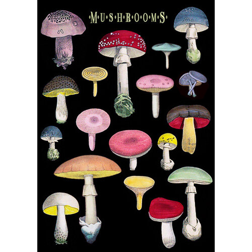 Madame Treacle - Many Mushrooms Card