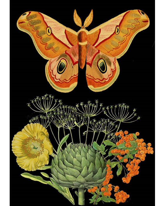 Madame Treacle Orange Moth Card