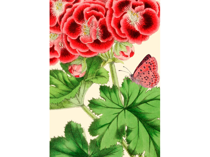 Madame Treacle Red Geranium Card
