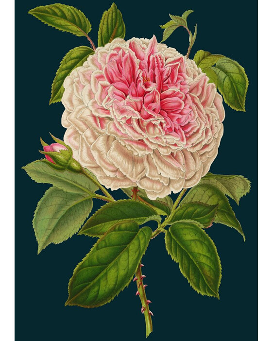 Madame Treacle Rose Card