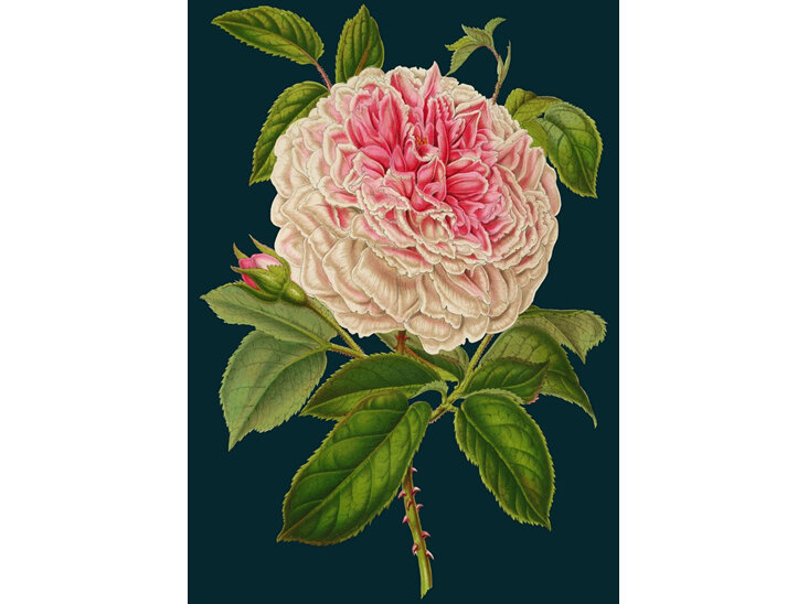 Madame Treacle Rose Card